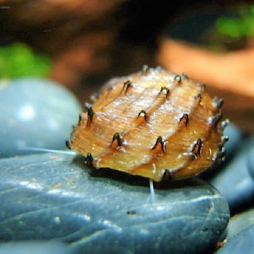 Neritina juttingae